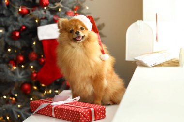 Noel Baba şapkalı şirin Pomeranya köpeği evde Noel hediyesiyle