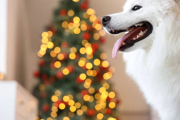 White Samoyed Pies Domu Wigilię Zbliżenie — Zdjęcie stockowe