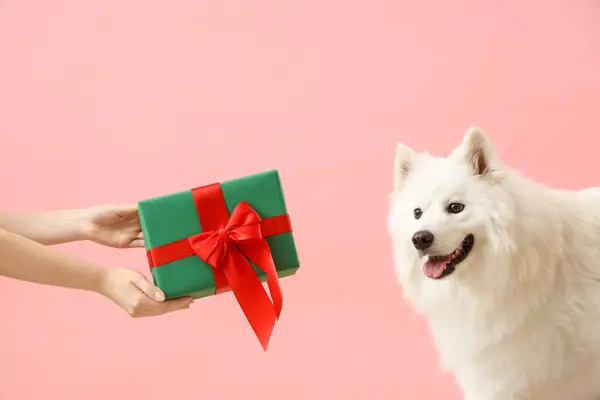 白色萨摩亚犬接受粉红背景的圣诞礼物 — 图库照片