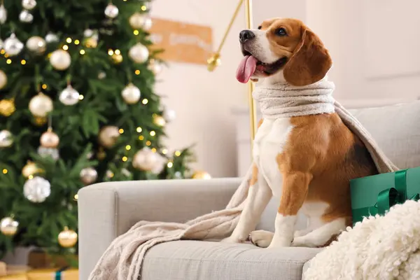 Cute Pies Beagle Szalikiem Prezentem Świątecznym Kanapie Domu — Zdjęcie stockowe