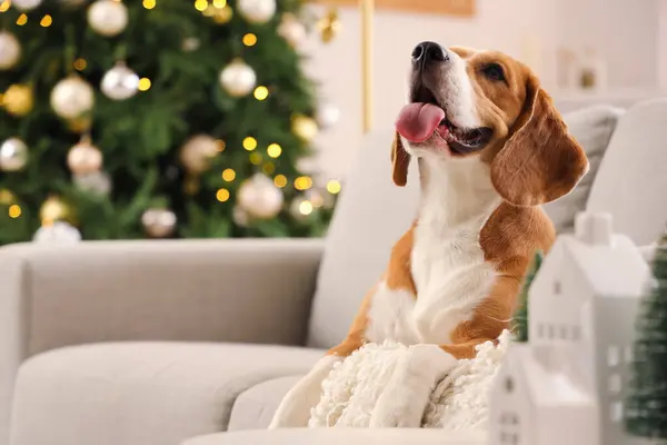 Cute Beagle dog at home on Christmas eve, closeup