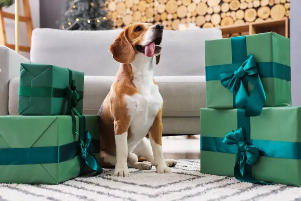 Χαριτωμένο Σκυλί Beagle Χριστουγεννιάτικα Δώρα Στο Σπίτι — Φωτογραφία Αρχείου