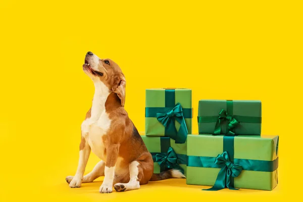 Cute Beagle dog with Christmas presents on yellow background