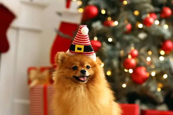 Niedlicher Pommerscher Hund Mit Elfenhut Hause Heiligabend Nahaufnahme — Stockfoto