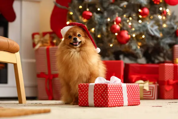 Niedliche Pommersche Hund Weihnachtsmütze Mit Weihnachtsgeschenk Hause — Stockfoto