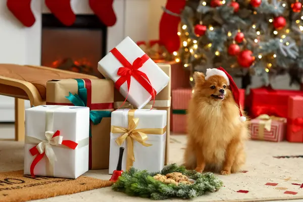 Roztomilý Pomeranian Pes Santa Klobouk Vánočními Dárky Doma — Stock fotografie