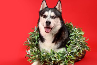 Kırmızı arka planda Noel çelengi olan şirin Husky köpeği.