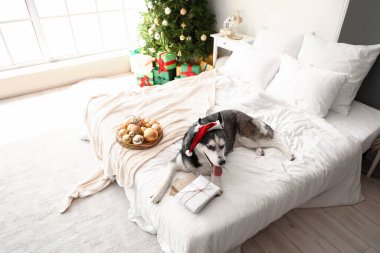 Noel Baba şapkalı ve Noel arifesinde yatak odasında mektupları olan sevimli Husky köpeği.