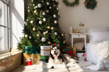 Yatak odasındaki Noel ağacının yanında yatan sevimli Husky köpeği.