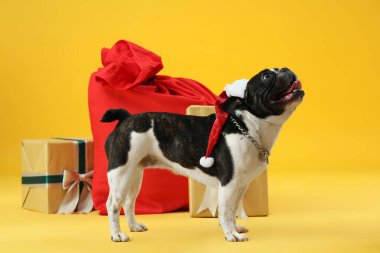Sarı arka planda bir çanta dolusu Noel hediyesi olan Noel Baba şapkalı sevimli Fransız bulldog.