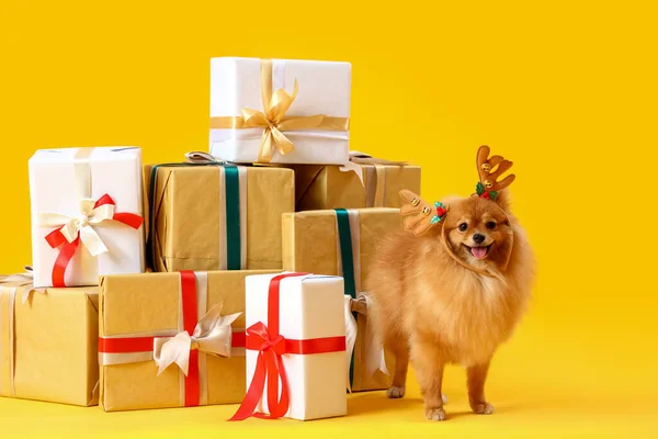 노란색 배경에 크리스마스 선물과 귀여운 포메라니아 — 스톡 사진