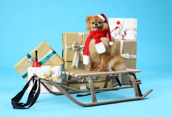 Noel Baba Şapkalı Şirin Pomeranya Köpeği Mavi Arka Planda Noel — Stok fotoğraf