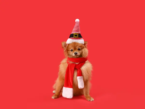 Niedlicher Pommerscher Hund Mit Elfenmütze Und Schal Auf Rotem Hintergrund — Stockfoto