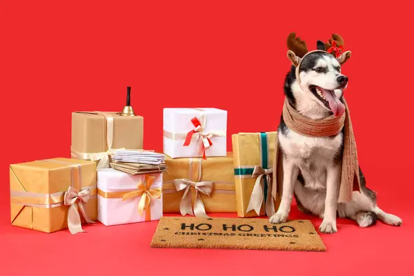 빨간색 배경에 Doormat와 크리스마스 선물과 귀여운 허스키 — 스톡 사진