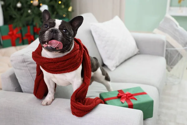 Cute French bulldog with scarf and Christmas gift on sofa at home