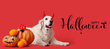 Kırmızı arka planda şirin Labrador köpekleri ve balkabaklarıyla Cadılar Bayramı afişi