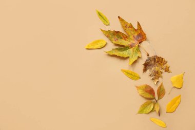 Bej arkaplanda güzel sonbahar yaprakları