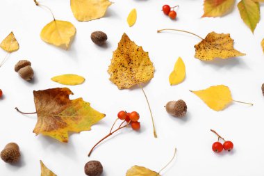 Beyaz arka planda meşe palamudu ve viburnum meyveleriyle sonbahar yaprakları