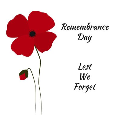 Beyaz arka planda kırmızı haşhaş çiçekleri. Kanada 'da Anma Günü