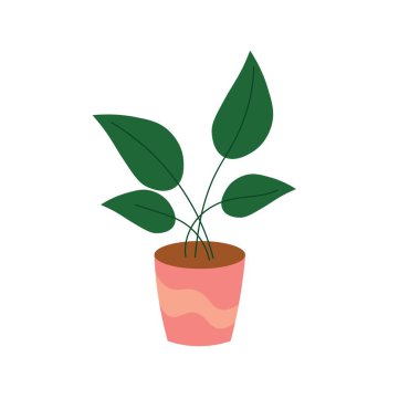 Beyaz arka planda yeşil ev bitkisi