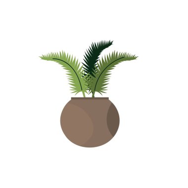 Green tropical houseplant on white background