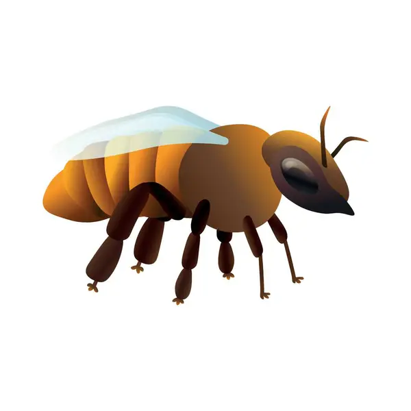 Honey Bee White Background — Stock Vector