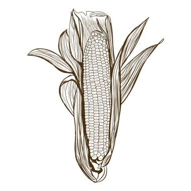 Beyaz arkaplanda taze mısır koçanı
