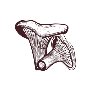 Beyaz arka planda Chanterelle mantar