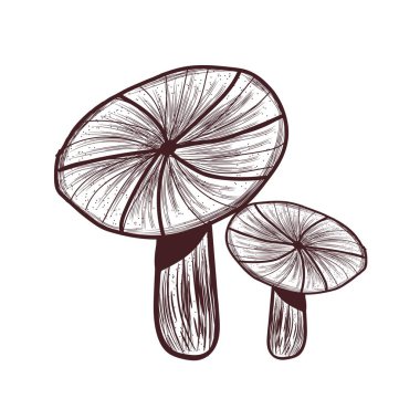 Beyaz arkaplanda Russule mantarı