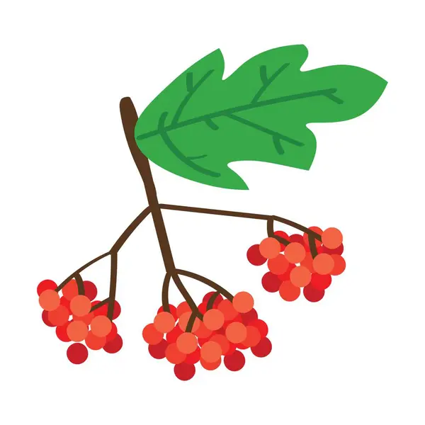 Viburnum Berries White Background — Stock Vector
