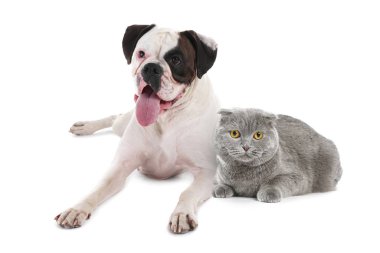 Beyaz arka planda şirin İskoç kedisi ve boksör köpeği