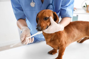 Dachshund köpeğinin dişlerini fırçalayan kadın veteriner klinikte, yakın plan.