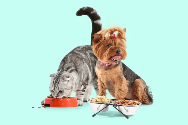 Cute cat and dog near bowls with food on turquoise background