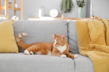 Evdeki gri kanepede yatan tatlı kırmızı kedi.