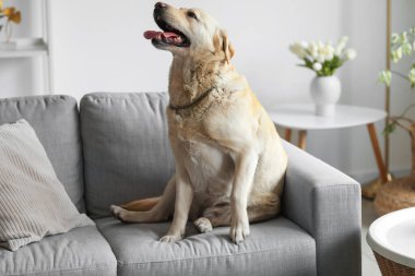 Evdeki gri koltukta oturan şirin Labrador köpeği.