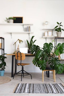 Çalışma yeri, raflar ve Monstera bitkisi olan ışık ofisinin içinde.