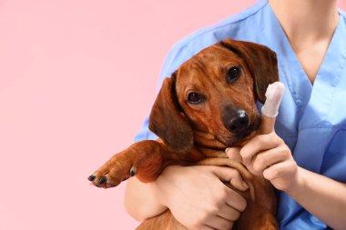 Dachshund köpeğinin dişlerini fırçalayan kadın veteriner, yakın plan.