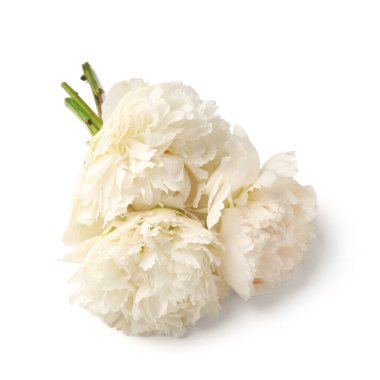 Beyaz arka plan üzerinde izole güzel Şakayık çiçekleri