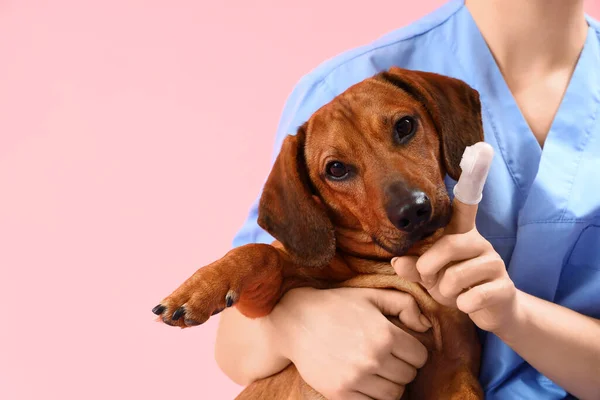 Female veterinarian brushing teeth of dachshund dog on pink background, closeup