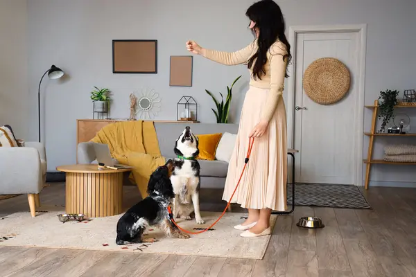 stock image Young woman feeding her cute dogs at home