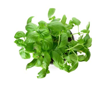 Beyaz arkaplanda taze yeşil fesleğen