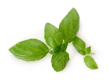 Beyaz arkaplanda taze yeşil fesleğen