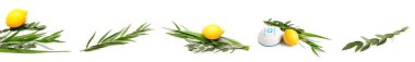 Beyaz arka planda dört tür (lulav, hadas, arava, etrog) Sukkot festivali sembolleri
