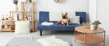 oturma odasında kanepede oturan sevimli fransız bulldog