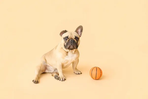 Cute French bulldog with toy on beige background