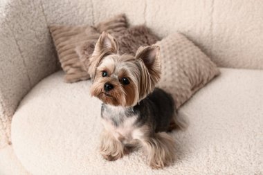 Oturma odasındaki kanepede oturan şirin küçük Yorkshire teriyeri köpeği.