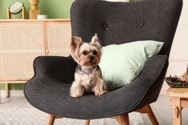Küçük şirin Yorkshire teriyer köpeği oturma odasında koltukta oturuyor.
