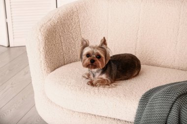 Küçük şirin Yorkshire teriyer köpeği kanepede uzanıyor.