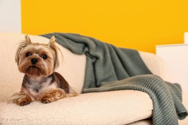 Sevimli küçük Yorkshire teriyer köpeği oturma odasında kanepede yatıyor.