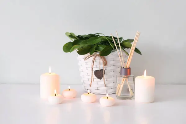 Burning candles, potted plant and reed diffuser on white background